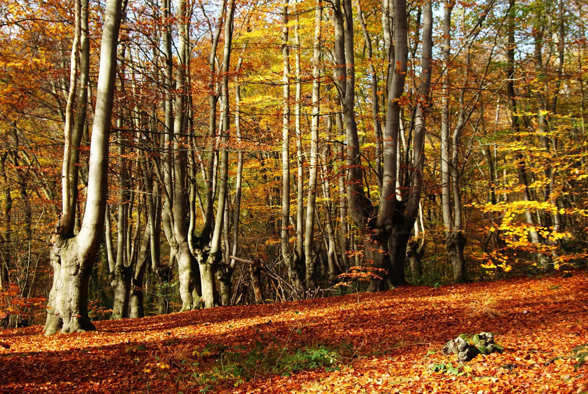 Beech trees and golden autumn leaves in Epping Forest