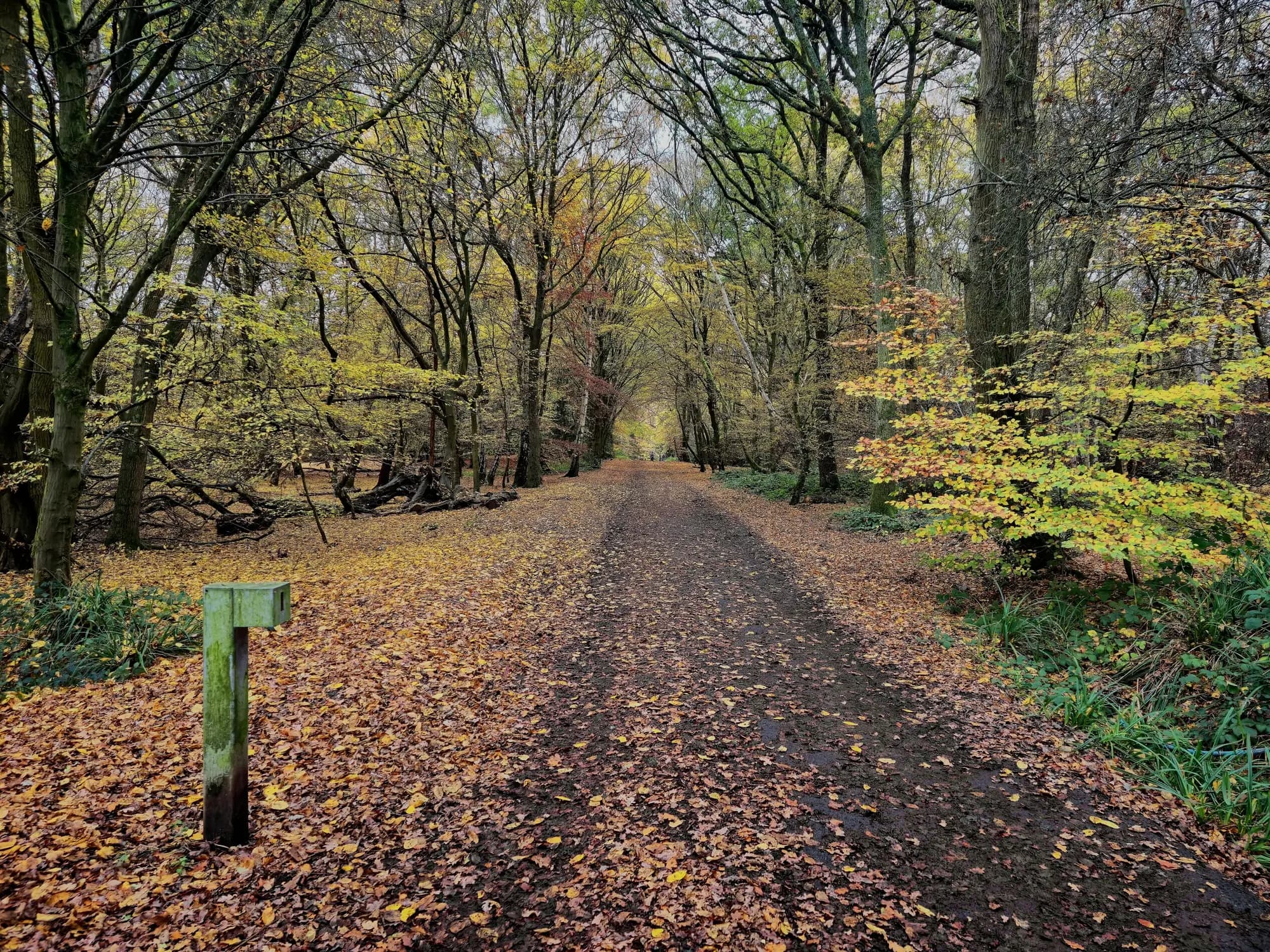 A leafy autumn path at High Beach in Epping Forest